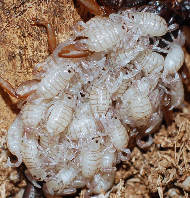 Mamma scorpione: Euscorpius flavicaudis